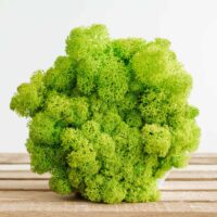 Hexagon Beton Vase mit Islandmoos. Satz von 2 Stk.