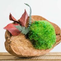 Kokosnuss mit Kugelmoos und stabilisierten Pflanzen. Satz von 2 Stk.