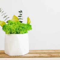 Betonvase mit Moos und Pflanzen. Satz von 2 Stk.