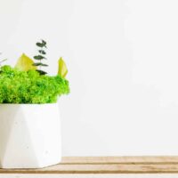 Betonvase mit Moos und Pflanzen. Satz von 2 Stk.