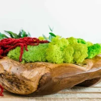 Holzschale 30 cm mit Islandmoos Kugelmoos und Pflanzen