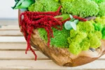 Holzschale mit Islandmoos Kugelmoos und Pflanzen