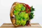 Holzschale mit Islandmoos Kugelmoos und Pflanzen