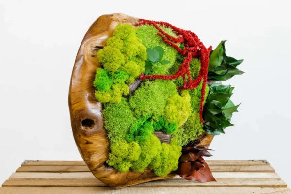 Holzschale mit Islandmoos Kugelmoos und Pflanzen