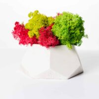 Polygon Betonvase mit Islandmoos. Satz von 2 Stk.