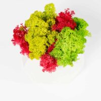 Polygon Betonvase mit Islandmoos. Satz von 2 Stk.