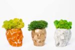 3D Beton Vase mit Islandmoos und Pflanzen