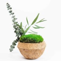 Deko Kokosnuss mit stabilisierten Pflanzen und Kugelmoos. Satz von 2 Stk.