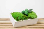 Betonvase mit Kugelmoos und Pflanzen
