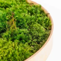 Runde Moosbild mit Provence moos