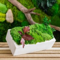 Betonvase mit Islandmoos und Pflanzen. Satz von 2 Stk.