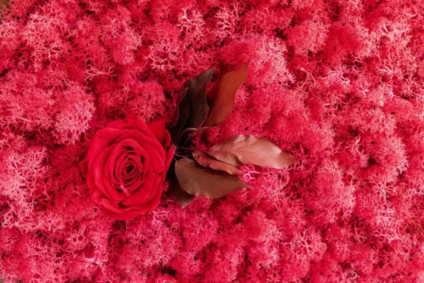 Moosbild Hexagon mit Islandmoos und Rose