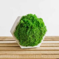 Beton Vase Hexagon mit Kugelmoos. Satz von 2 Stk.