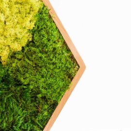 Moosbild Hexagon mit mix Moos