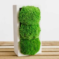 Betonvase mit Kugelmoos. Satz von 2 Stk.