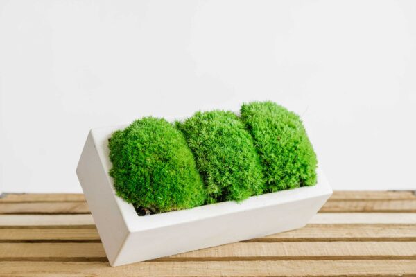 Betonvase mit Kugelmoos - Ekomoss