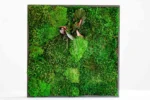 Moosbild mit Provence moos Kugelmoos und Pflanzen