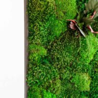 Moosbild mit Provence moos Kugelmoos und Blättern