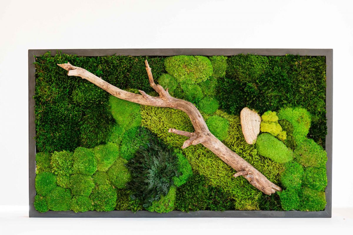 Moosbild mit Pflanzen Holz und Zunderpilz