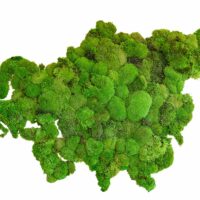 Weltkarte mit Kugelmoos – Festland