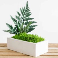 Betonvase mit Farn moos und Pflanzen. Satz von 2 Stk.