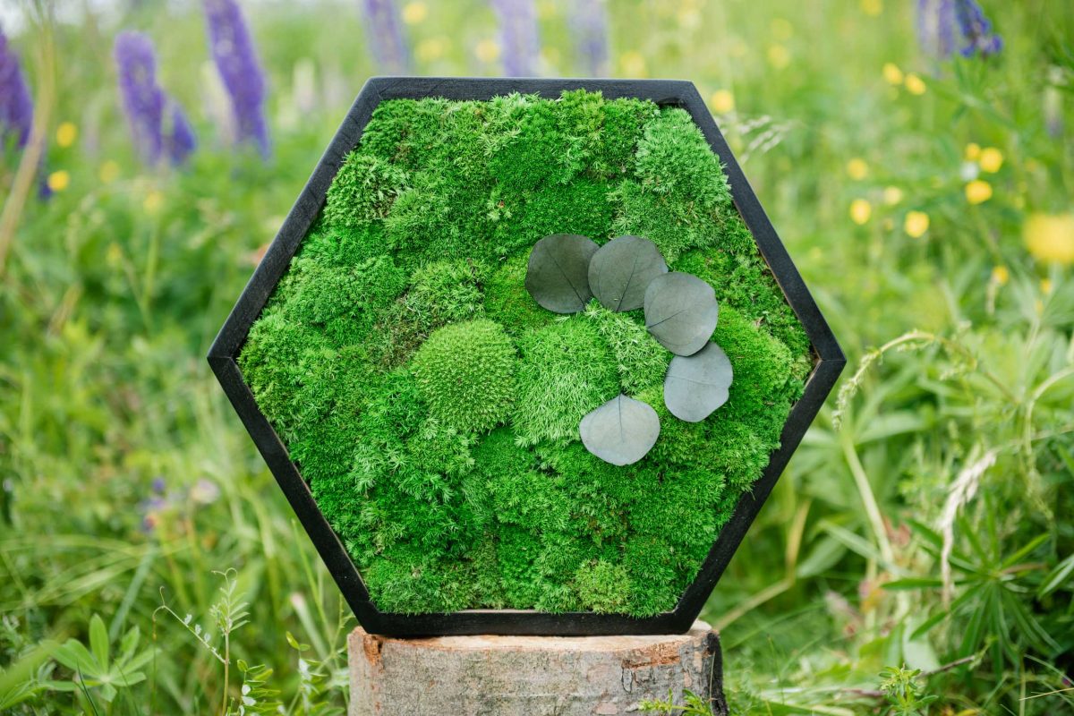Hexagon mit Kugelmoos und Pflanzen
