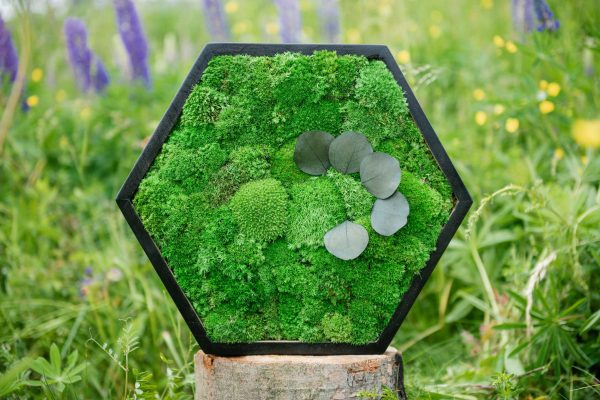 Hexagon mit Kugelmoos und Pflanzen