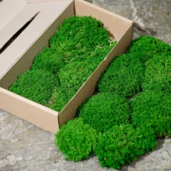 Kugelmoos (Polstermoos, Bollenmoos)