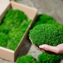 Kugelmoos (Polstermoos, Bollenmoos)