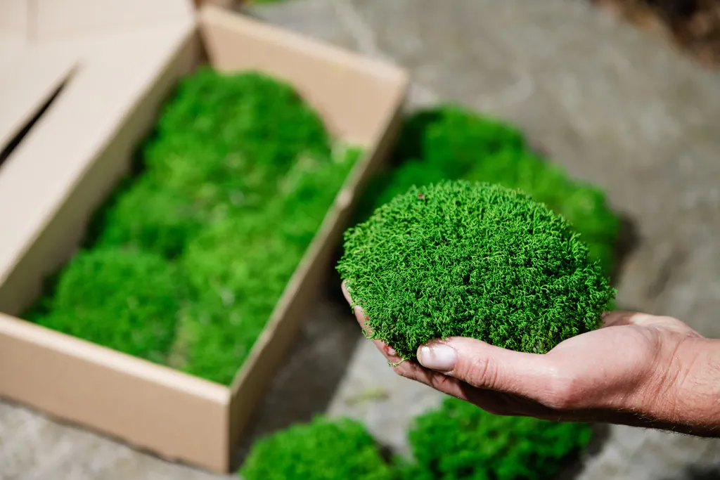 1-607_result Kugelmoos (Polstermoos, Bollenmoos)