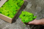 Islandmoos grosse Packung 5 kg