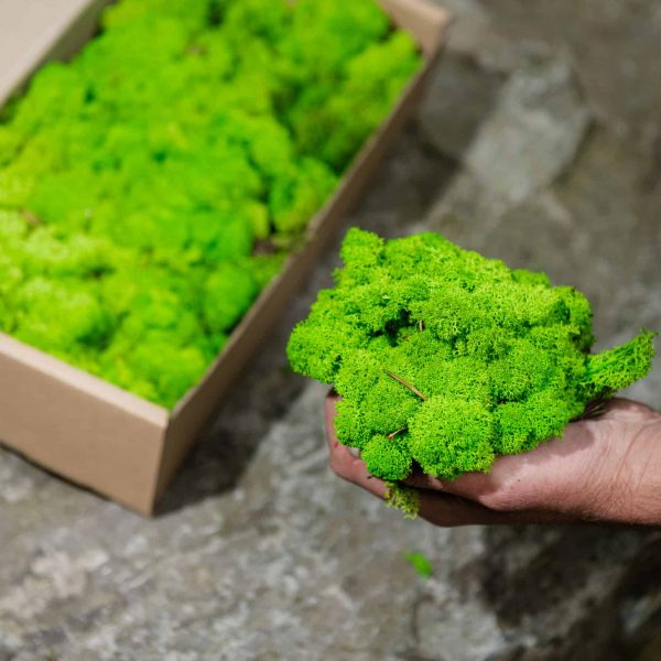 Islandmoos grosse Packung 5 kg