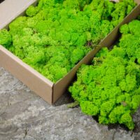 Islandmoos Konserviert | Moos für die Wand und Moosbild 5kg