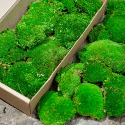 Kugelmoos, Polstermoos, Bollenmoos