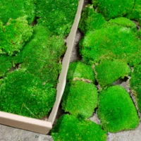 Kugelmoos, Polstermoos, Bollenmoos