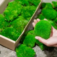 Kugelmoos, Polstermoos, Bollenmoos