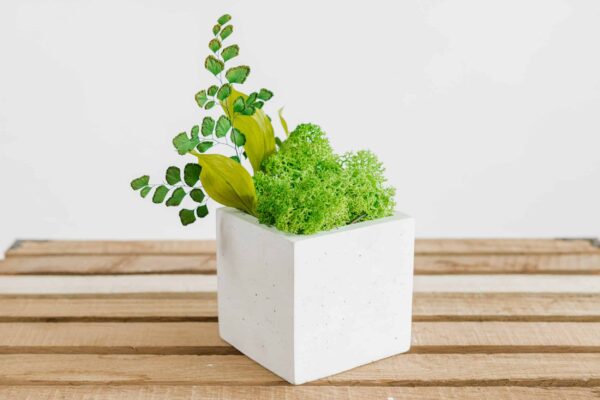 Quadratische Betonvase mit Islandmoos und Pflanzen