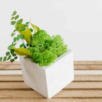 Quadratische Betonvase mit Islandmoos und Pflanzen. Satz von 2 Stk.