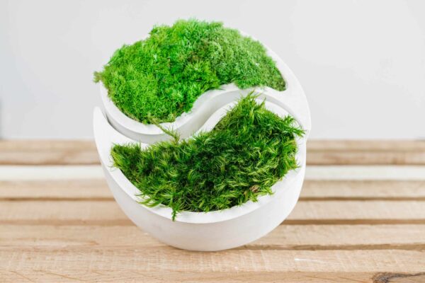 Ying Yang Betonvase mit Provence und Kugelmoos