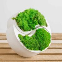 Ying Yang Betonvase mit Provence und Kugelmoos. Satz von 2 Stk