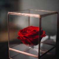 Glasschrank mit stabilisierter Rose