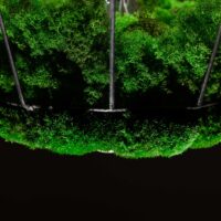 Pendelleuchte mit Islandmoos und Kugelmoos