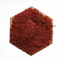 Moosbild Sechseck mit Islandmoos