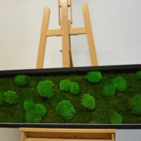 Moosbild mit Kugelmoos und Flachmoos