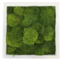 Moosbild mit Provence Moos