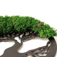 Moosbilder: Baum mit Zapfen und Islandmoos | Moosbaum