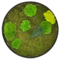 Runde Moosbild mit Moos und Farn (Kugelmoos, Islandmoos, Flachmoos)