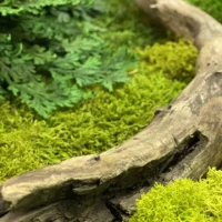 Moosbild mit Holz und Zunderpilz