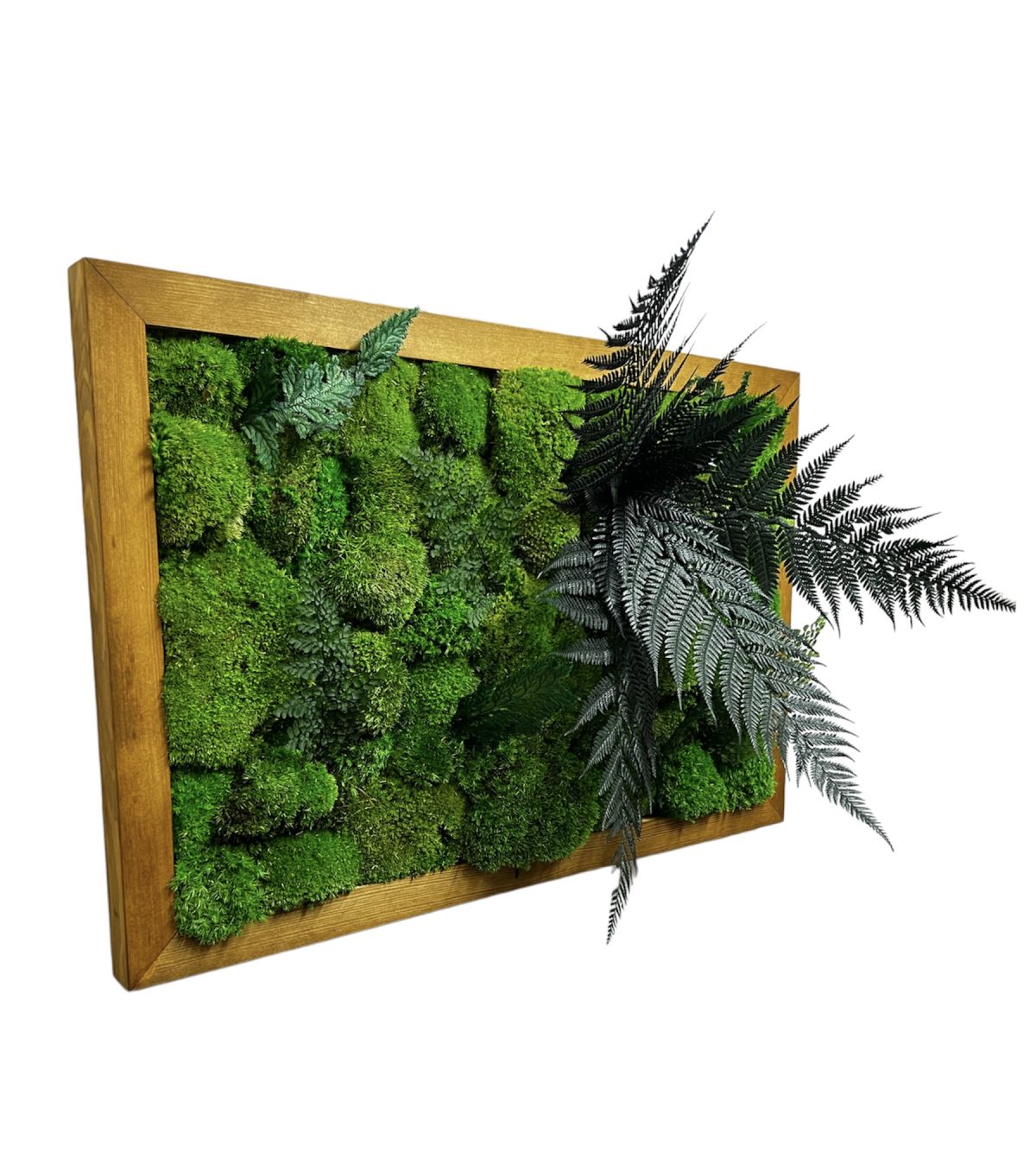 Moosbild mit Kugelmoos und Pflanzen
