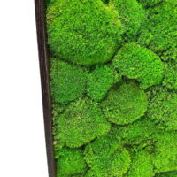 Moosbild XXL – Kugelmoos Bild Gigant